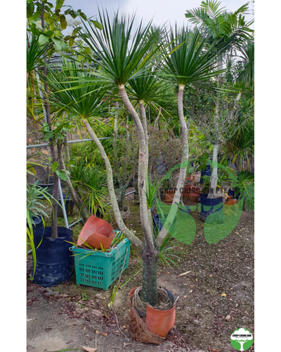 Dracaena marginata
