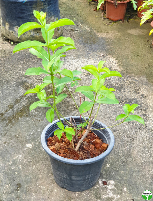 Allamanda cathartica 'Cherries Jubilee'