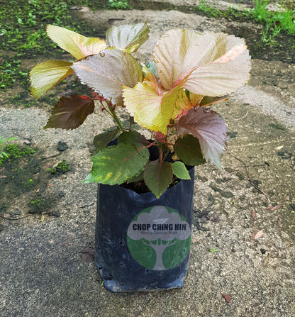 Acalypha wilkesiana 'Mosaica'