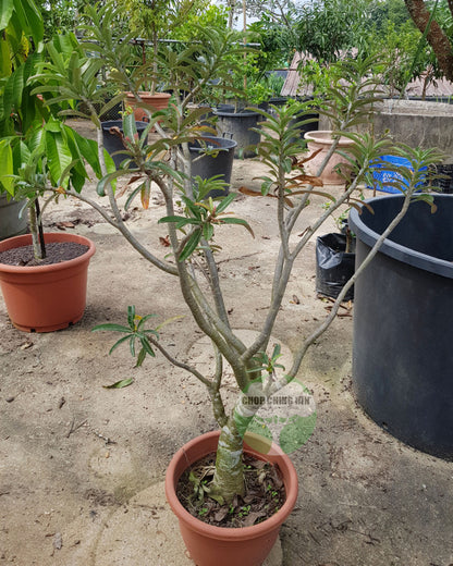 Adenium spp.