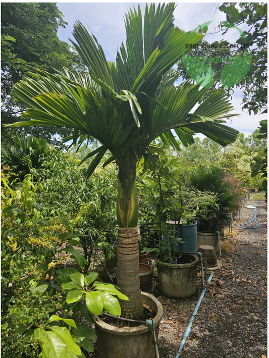 Areca catechu 'Dwarf'