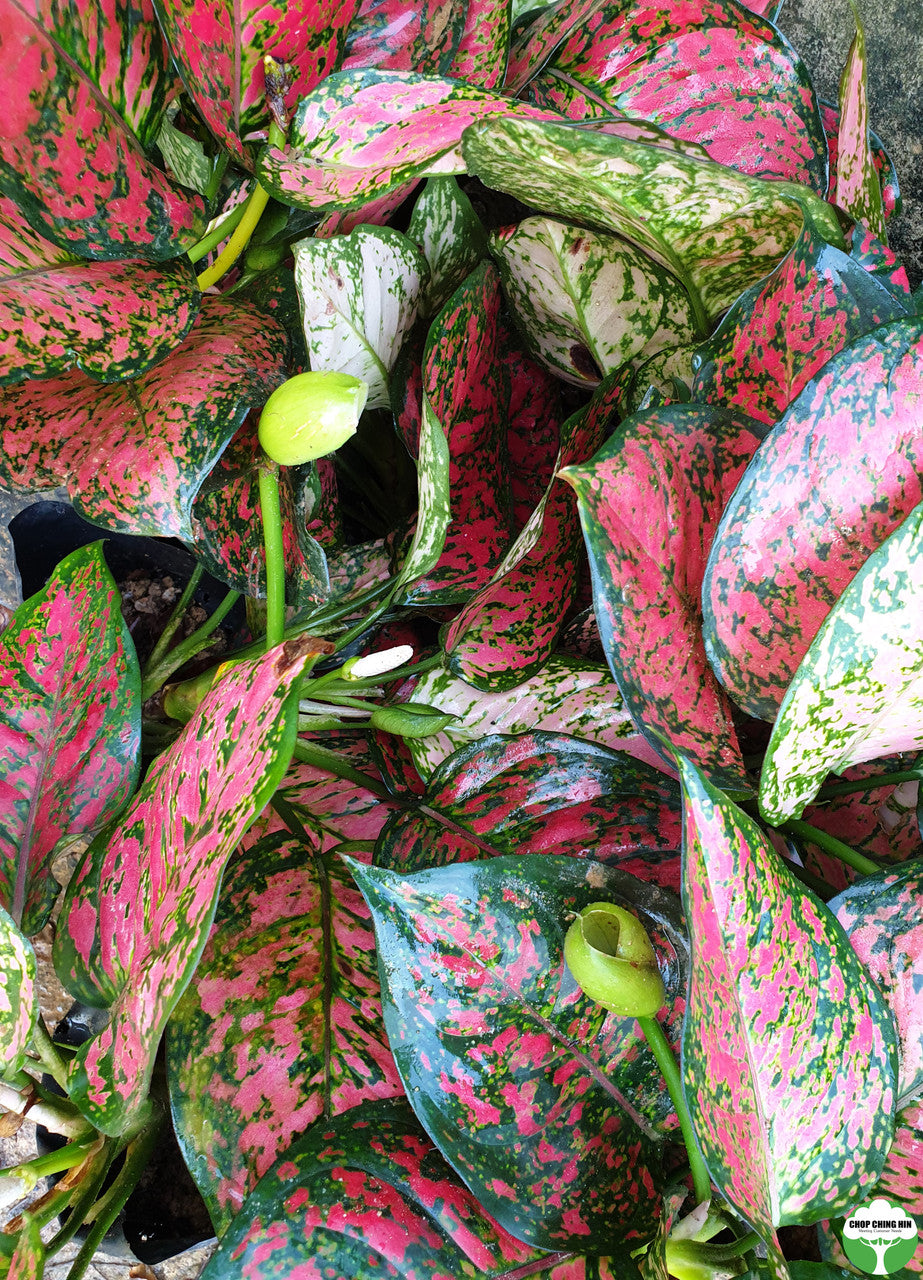 Aglaonema 'Dud Unyamanee'