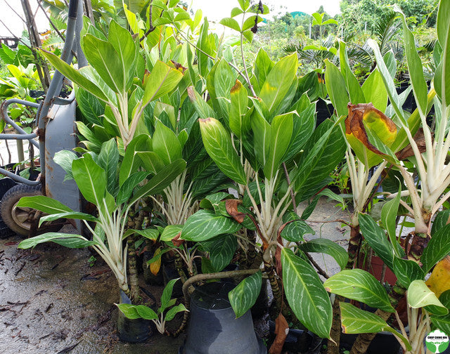 aglaonema white stem Aglaonema 'White Stem' – Chop Ching Hin Pte Ltd