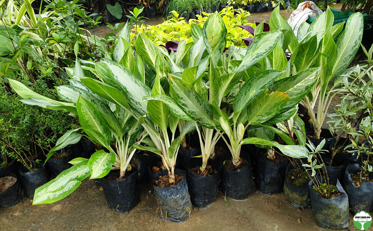 Commutatum Aglaonema commutatum 'Tricolor' – Chop Ching Hin Pte Ltd