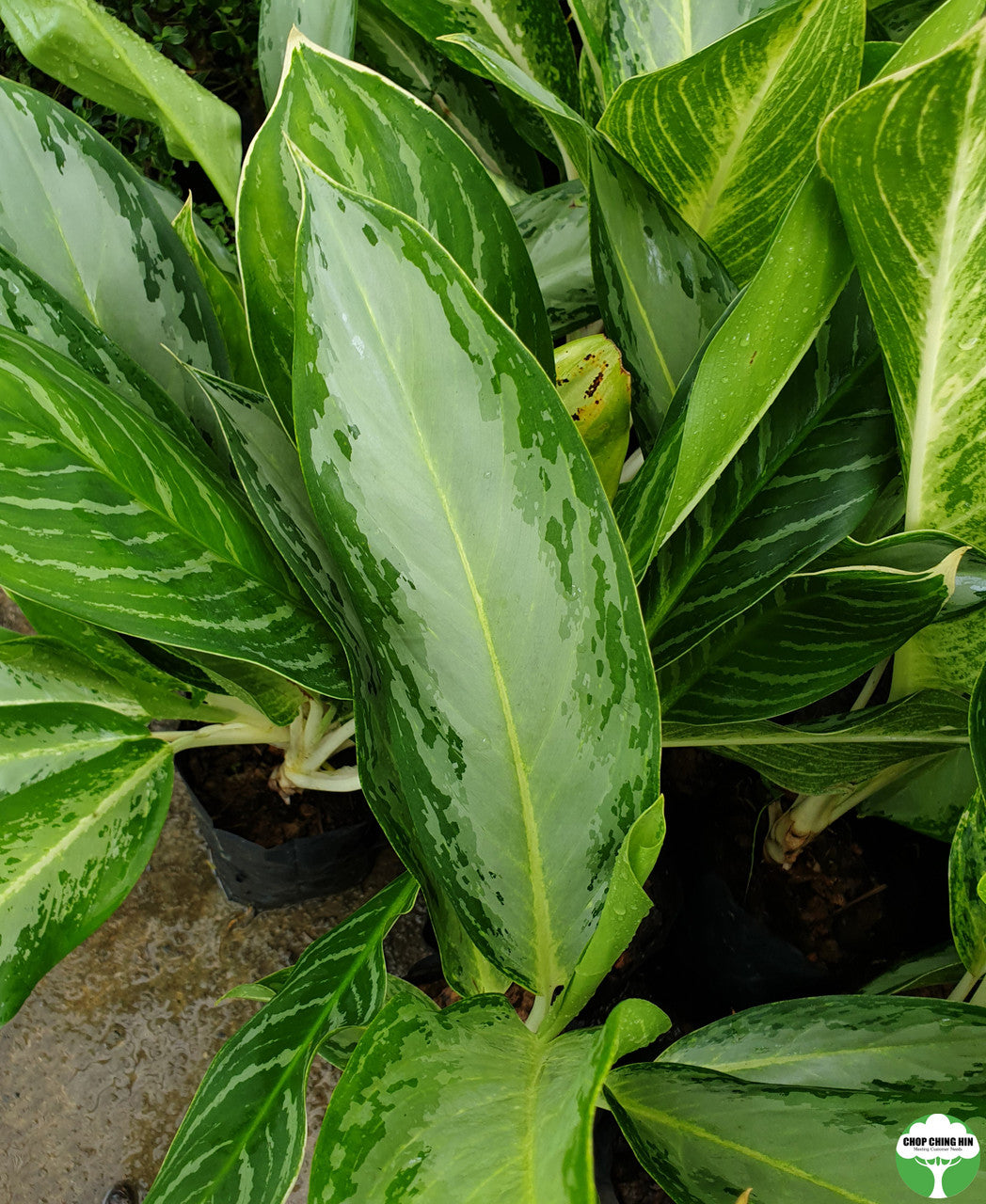 Aglaonema commutatum 'Tricolor'