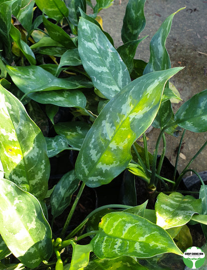 aglaonema nitidum x commutatum tricolor Aglaonema commutatum 'Tricolor' – Chop Ching Hin Pte Ltd