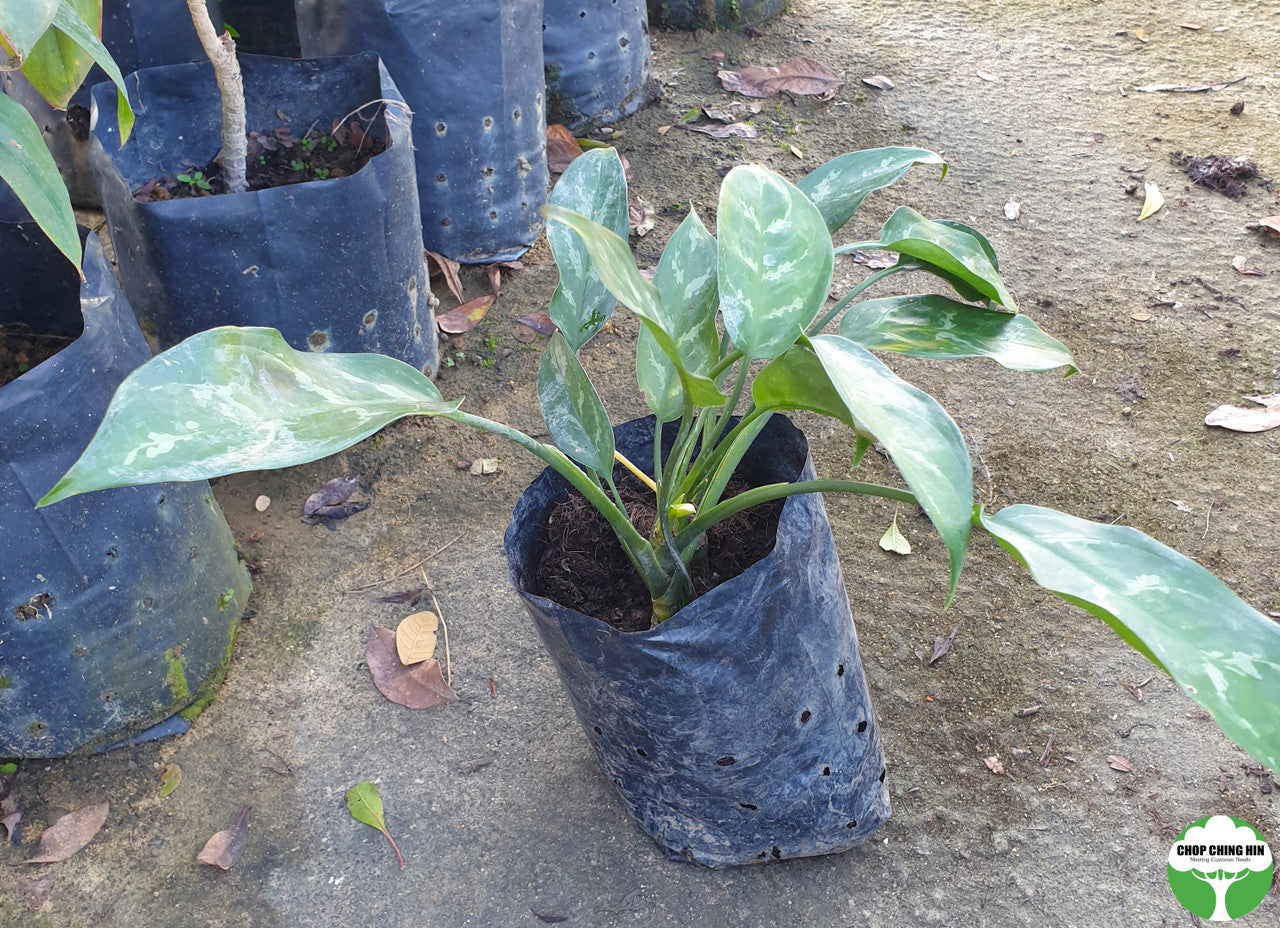 Aglaonema commutatum 'Tricolor'