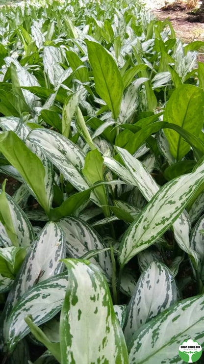aglaonema crispum silver king Aglaonema nitidum 'Silver Queen' – Chop Ching Hin Pte Ltd