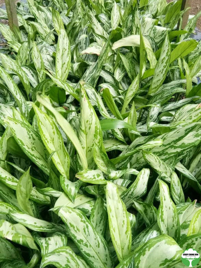 aglaonema silver queen flower Aglaonema nitidum 'Silver Queen' – Chop Ching Hin Pte Ltd