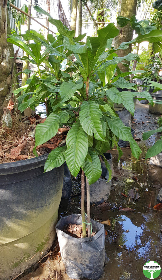 Agrostistachys longifolia