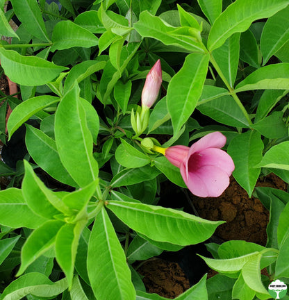 Allamanda blanchetii