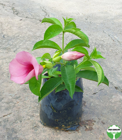 Allamanda blanchetii