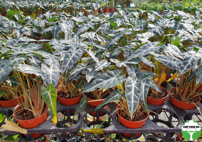 Alocasia spp.