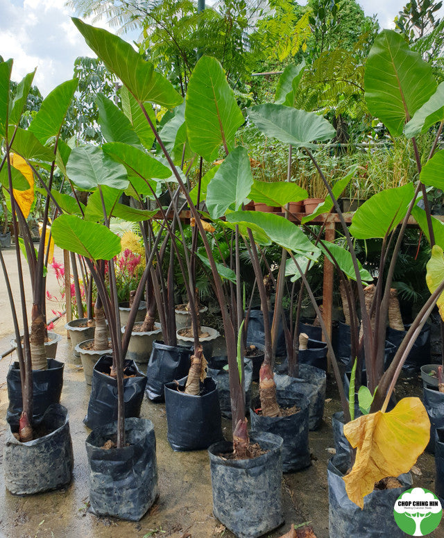 Alocasia spp. Type 1