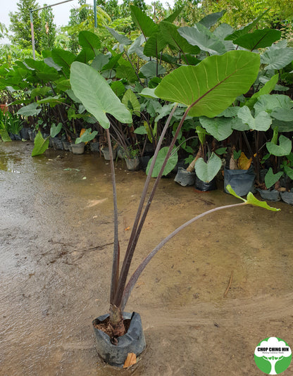 Alocasia spp. Type 1