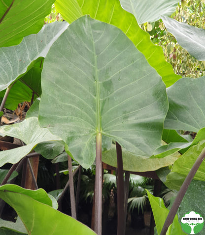 Alocasia spp. Type 1