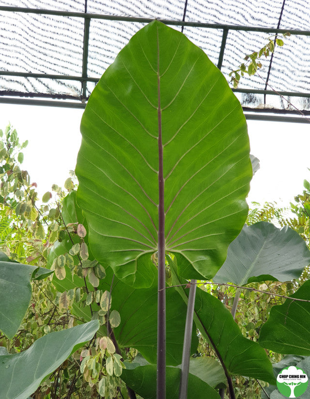 Alocasia spp. Type 1