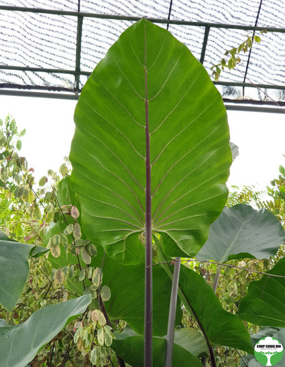 Alocasia spp. Type 1