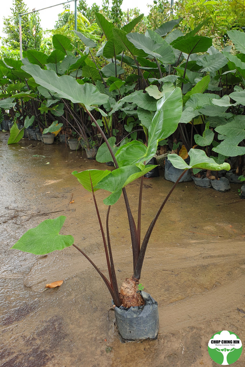 Alocasia spp. Type 1