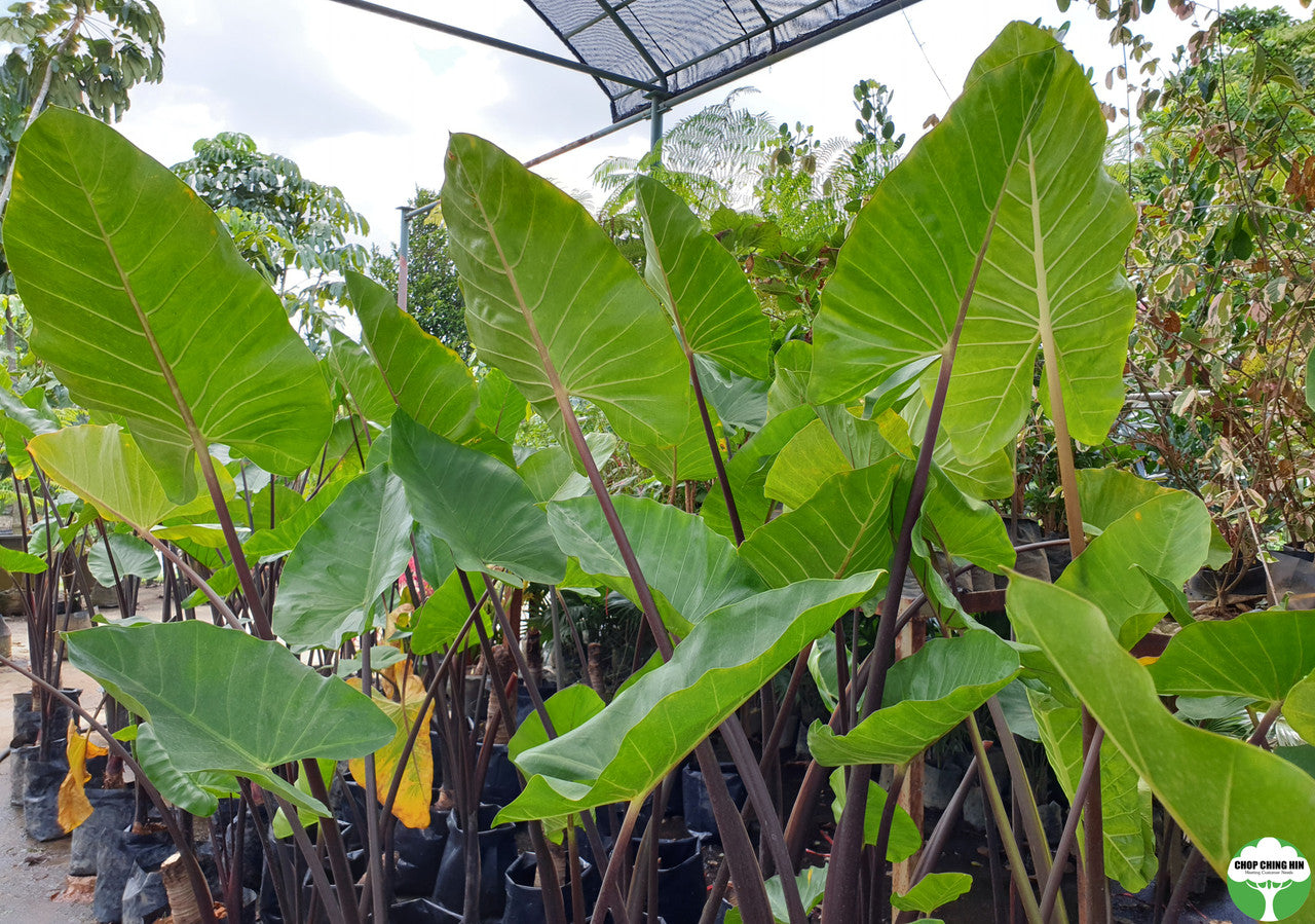 Alocasia spp. Type 1