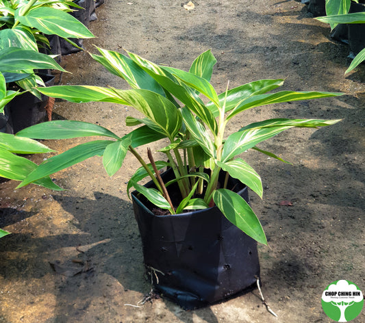 Alpinia zerumbet 'Variegata'