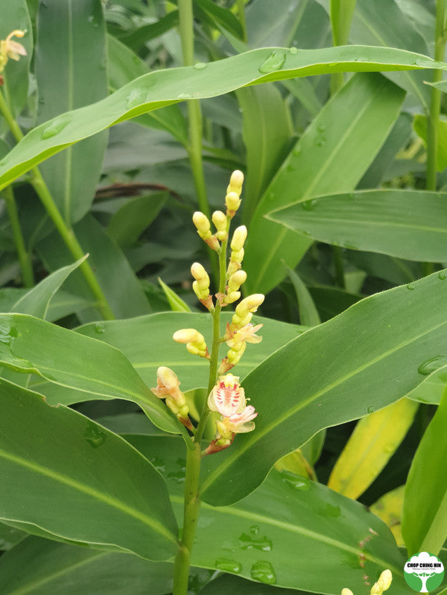 Alpinia aquatica