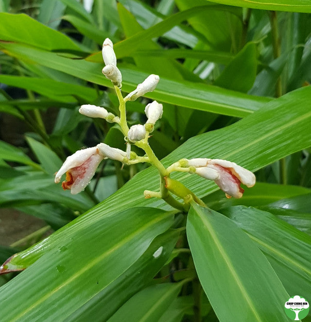 Alpinia aquatica