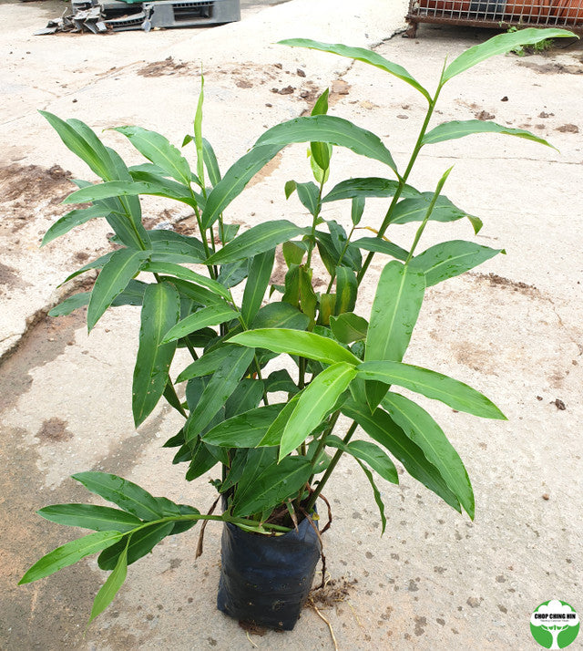 Alpinia aquatica