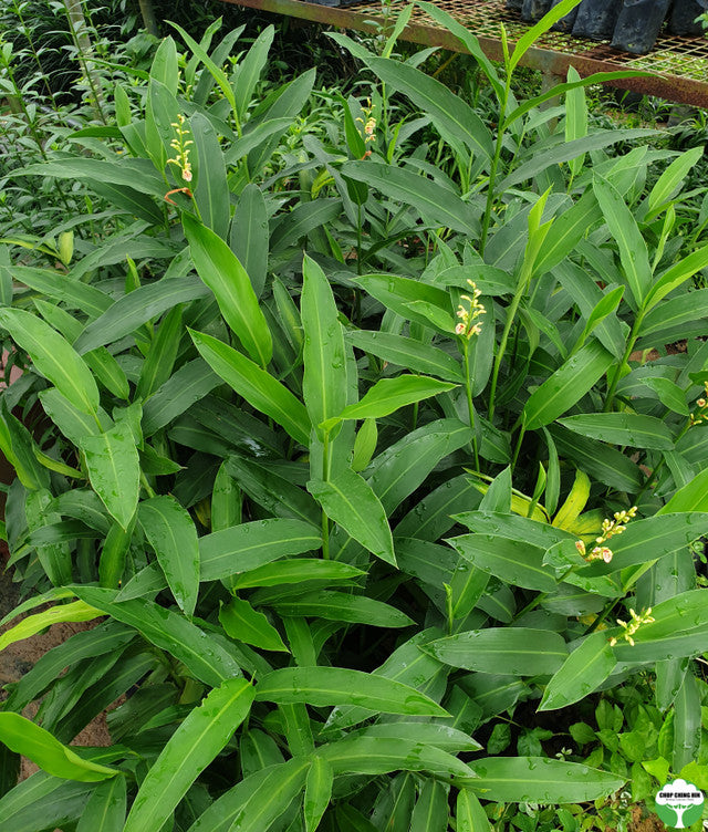 Alpinia aquatica