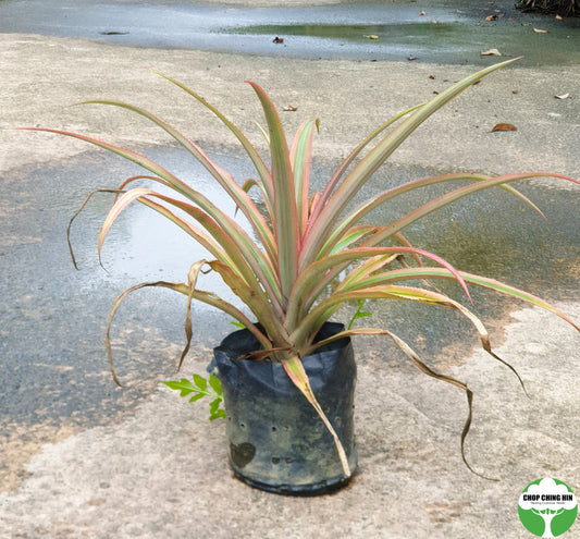 Ananas bracteatus 'Striatus'