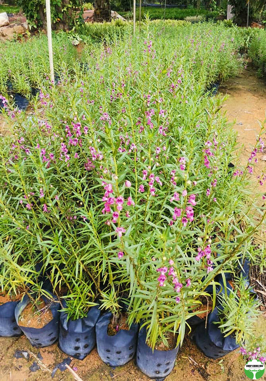 Angelonia angustifolia 'Balangdaros'