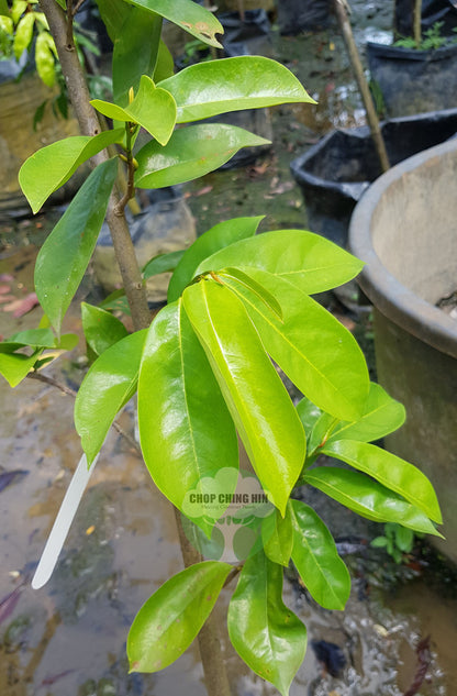 Annona muricata