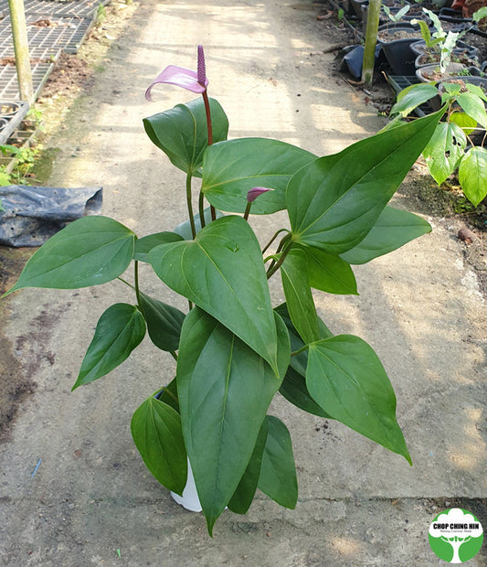 Anthurium cultivar