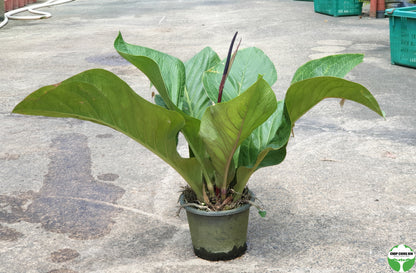 anthurium plowmanii price philippines Anthurium plowmanii – Chop Ching Hin Pte Ltd
