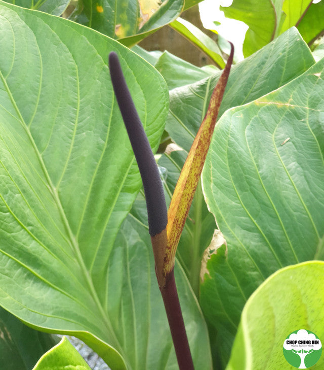 anthurium plowmanii for sale Anthurium plowmanii – Chop Ching Hin Pte Ltd