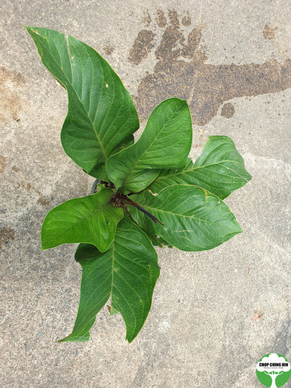 anthurium plowmanii price philippines Anthurium plowmanii – Chop Ching Hin Pte Ltd