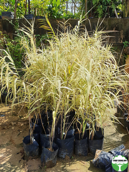 Arundo donax 'Versicolor'