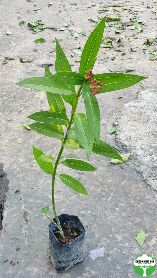 Asclepias curassavica