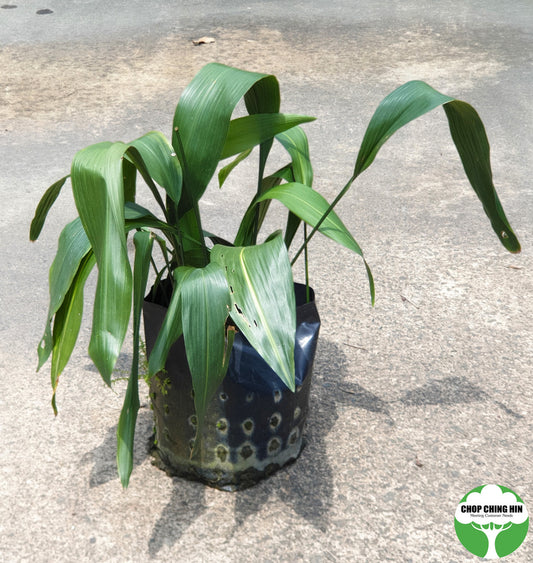 Aspidistra elatior