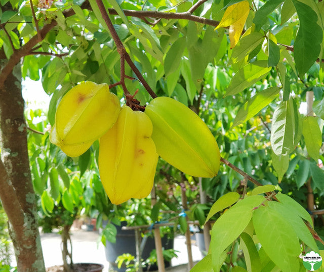 Averrhoa carambola