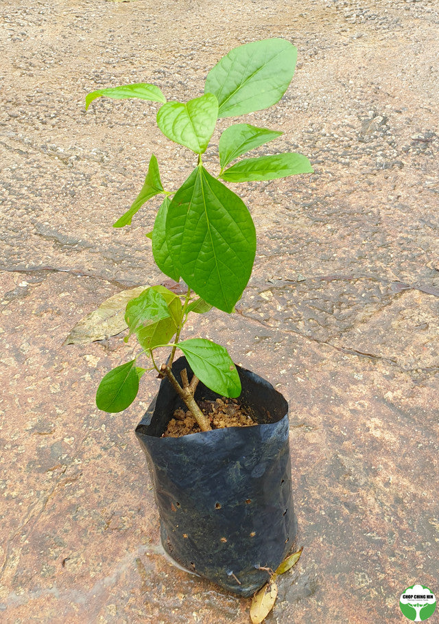 Bignonia magnifica