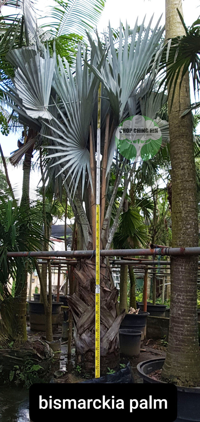 Bismarckia Nobilis Silver Chop Ching Hin Pte Ltd bismarckia-nobilis-silver-chop-ching-hin-pte-ltd