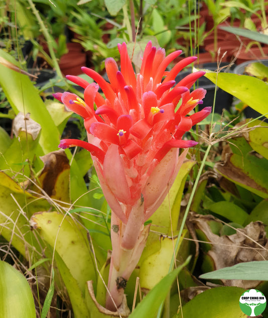 Bromeliads