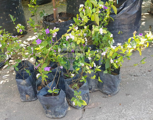 Brunfelsia pauciflora