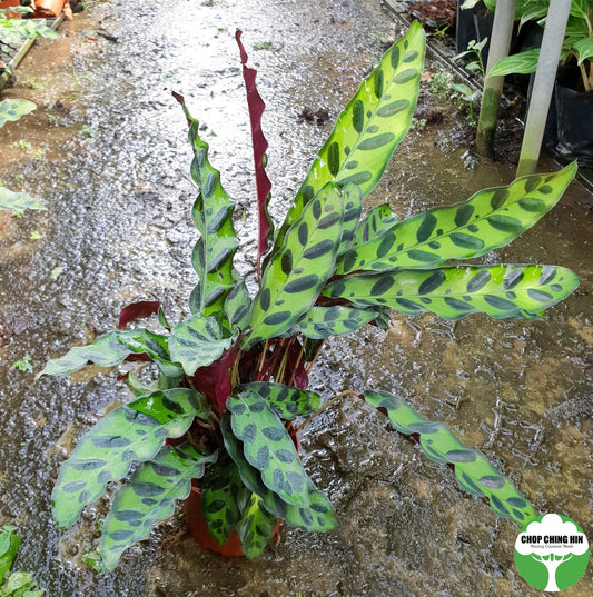 Calathea lancifolia