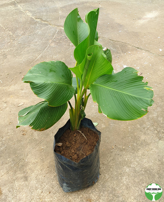 Calathea lutea