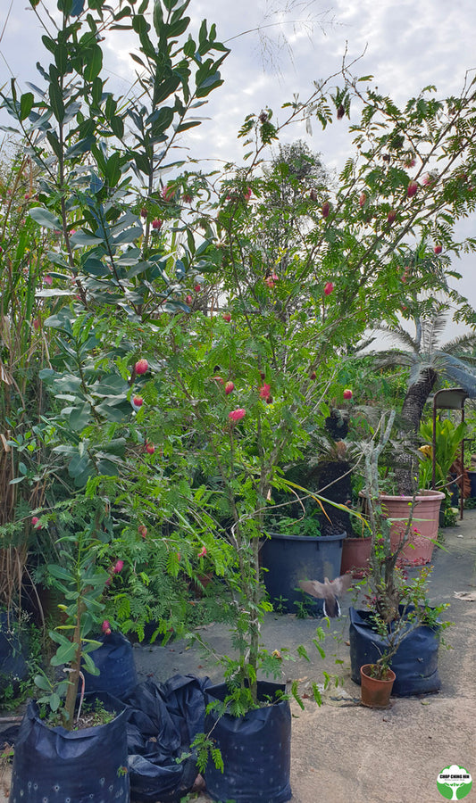 Calliandra emarginata