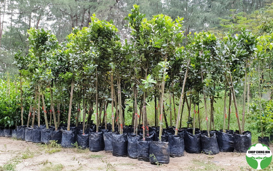 Calophyllum inophyllum