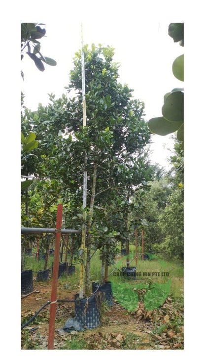 Calophyllum inophyllum