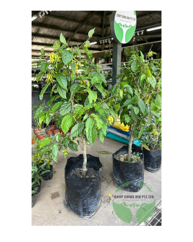 Cananga odorata